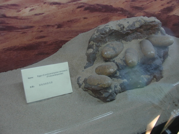 Mongolian paviljongin dinosauruksen munat